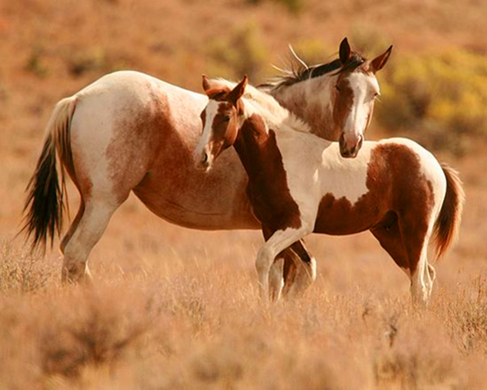 易有是非妨害,故今日属相为马的宜以逸待劳,谨慎避害,不宜举大事