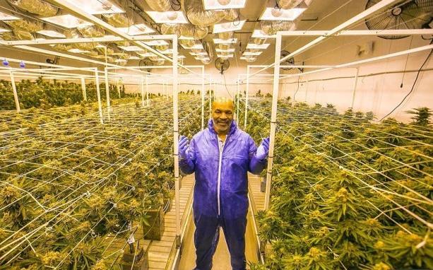 拳王泰森退役生逍遥自在 开农场种大麻省钱了 还要经营旅游 腾讯新闻