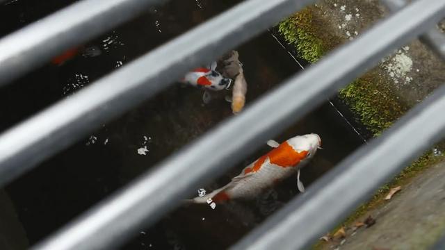日本人不仅爱吃鱼还特别爱养鱼连下水道里都养着锦鲤