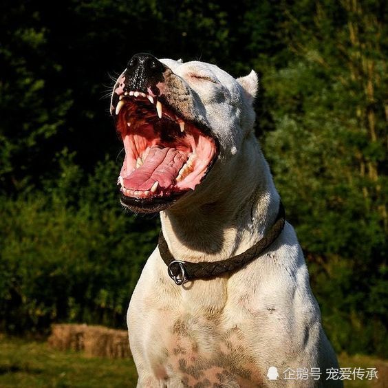 由"快递小哥"培育出来的顶级猛犬,它的祖先是土著猎犬