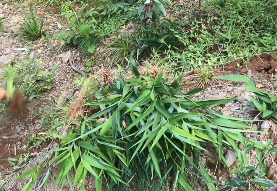 山里这种野草像竹叶村民俗称山鸡米煮水喝能治口舌生疮