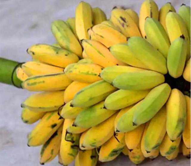 你认识香蕉的这些"品种"吗?网友:我可能吃了多年的假香蕉!