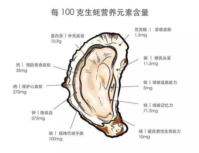 其实蚝肉中所含必需氨基酸的西方人把生蚝称为"海中牛奶".