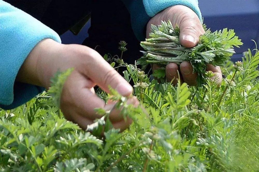 野菜 葫芦瓜 爱吃这些的栖霞人注意