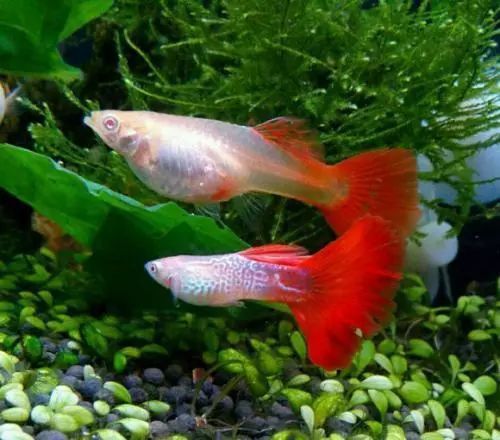 饲主的一条公孔雀鱼消失了