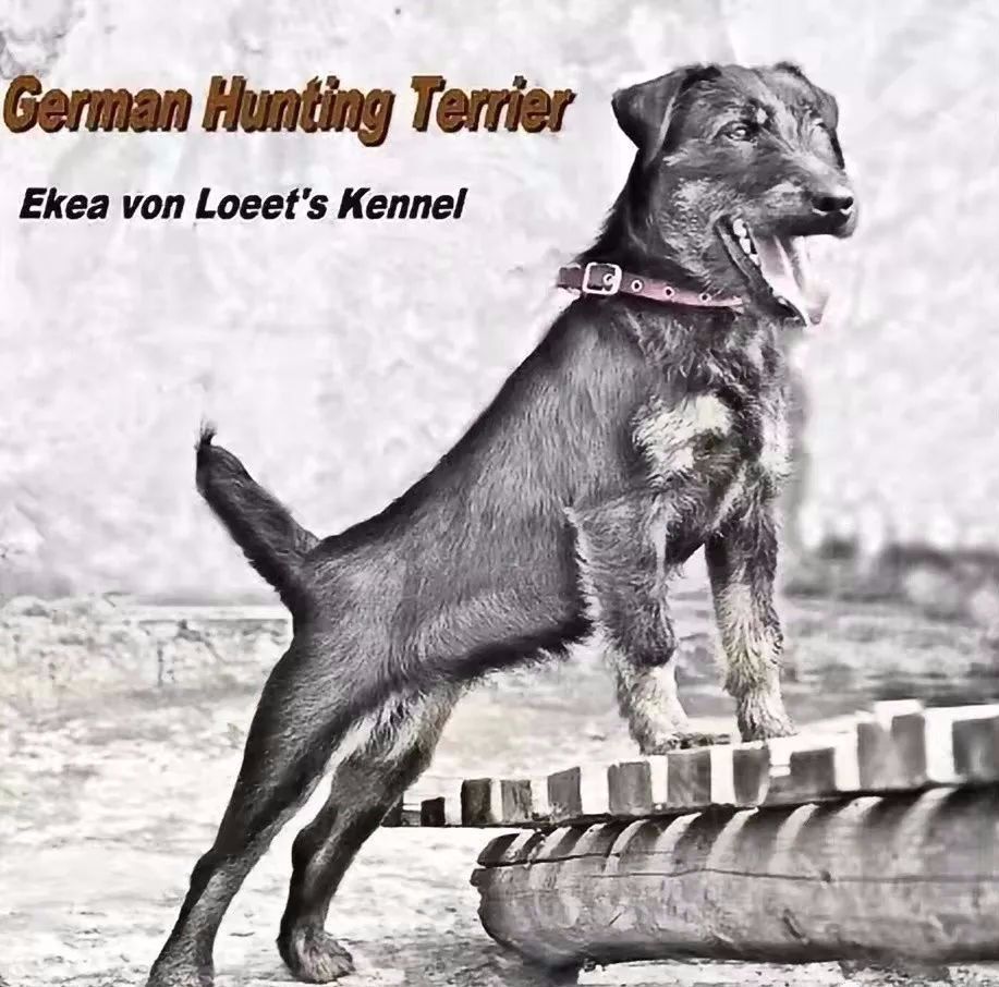 德国猎梗犬打猎图片