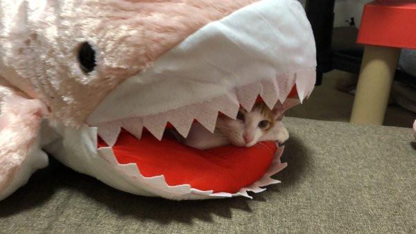 网上疯传猫咪惨遭蟒蛇生吞主人还十分愉悦一旁拍照