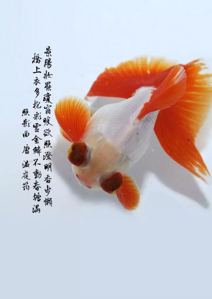 速看:一大波罕見金魚現身故宮,另附養魚秘籍