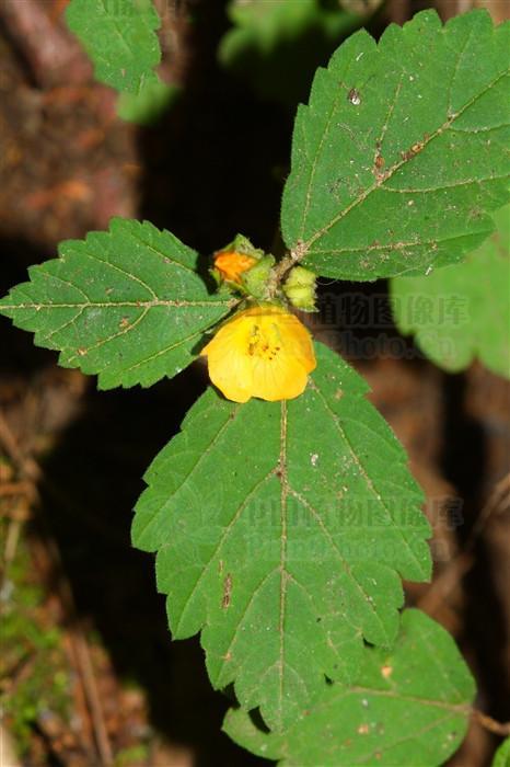 拔毒散见过吗解毒消肿治急性乳腺炎扁桃体炎疔疮肿毒