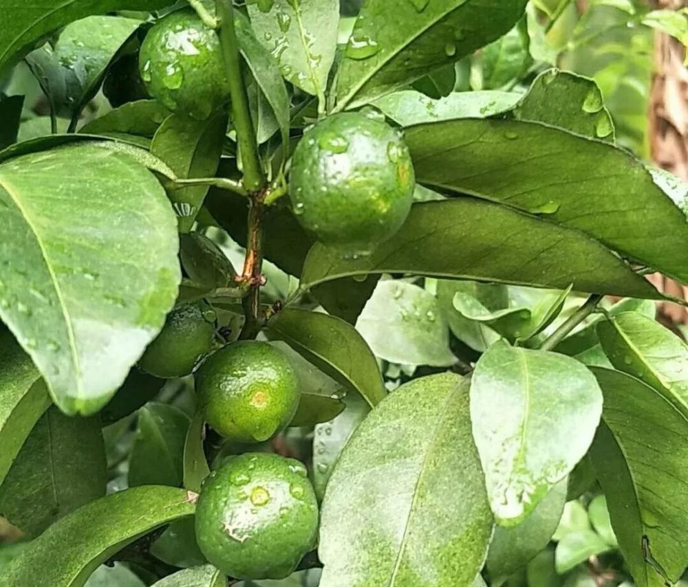 花期推迟 春节提前 柑橘今年销售期压缩近30天