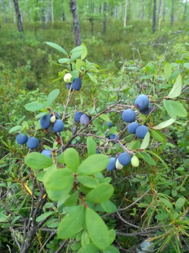 大兴安岭的野果寄托着浓浓的乡愁