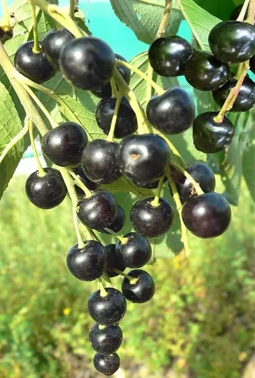 大兴安岭的野果寄托着浓浓的乡愁