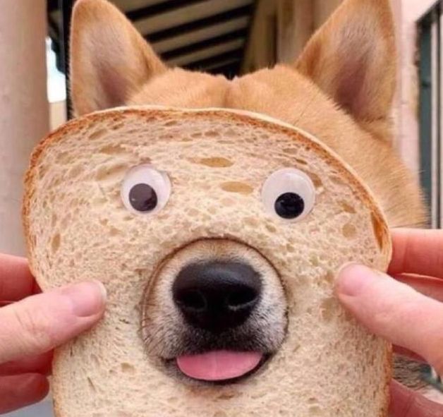 快乐源泉沙雕狗穿上了主人的内衣还和自己的影子打架