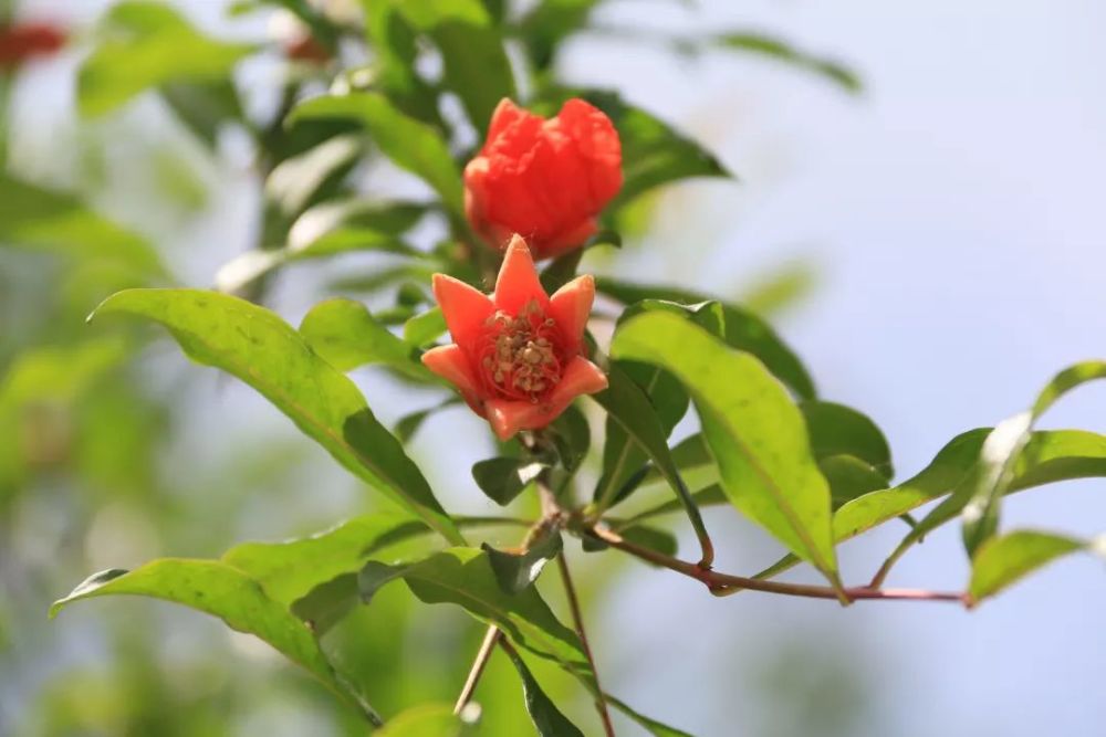 皇宫 老北京四合院都有的植物是