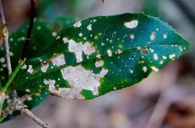 炭疽病发生在茎上时产生圆形或近圆形的病斑,呈淡褐色,其上生有轮纹状