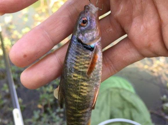 这种鱼看着很像麦穗鱼,见过它的人却不多,能钓到的也就更少了