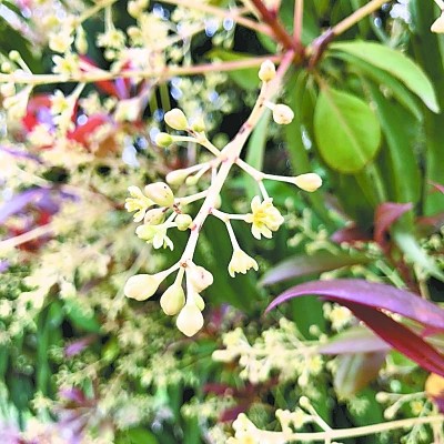 江夏有株刨花楠 美成树中"模特"