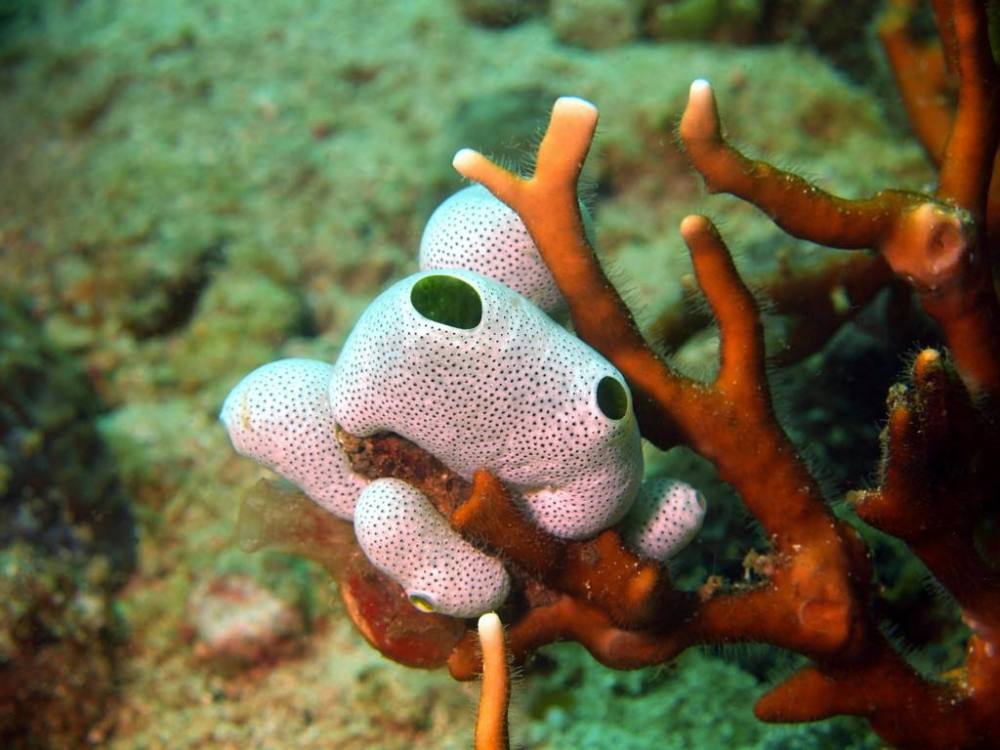 以粪便为食的海鞘日本人切开直接生吃网友看着都想吐