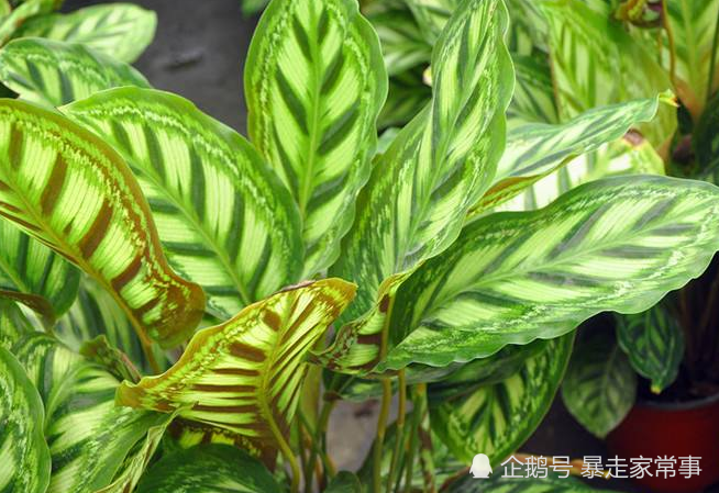 栉花竹芋要求温湿润和半荫环境,生长期间需要高湿空气_腾讯新闻