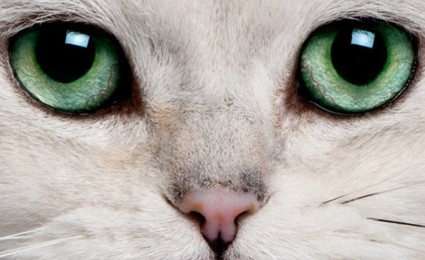 猫狗角膜炎总是流眼泪 铲屎官这样处理