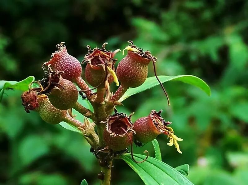 野牡丹果实能吃 根茎能入药 好种又好看