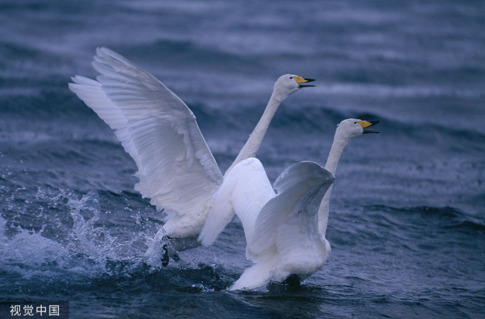 千里送天鹅天鹅飞了皇帝只收到一根鹅毛还表扬了他