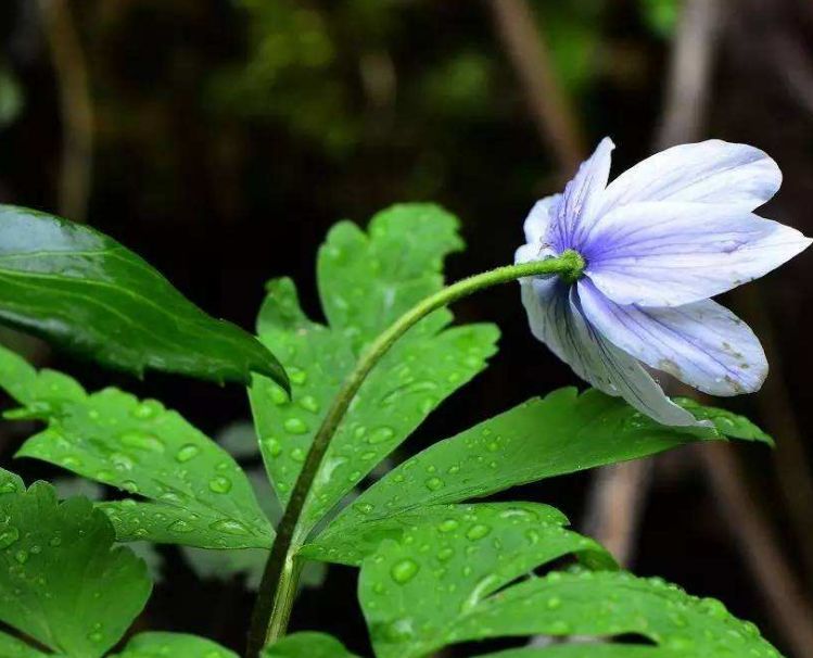 1048  七宝  花   菖蒲  詳細不明