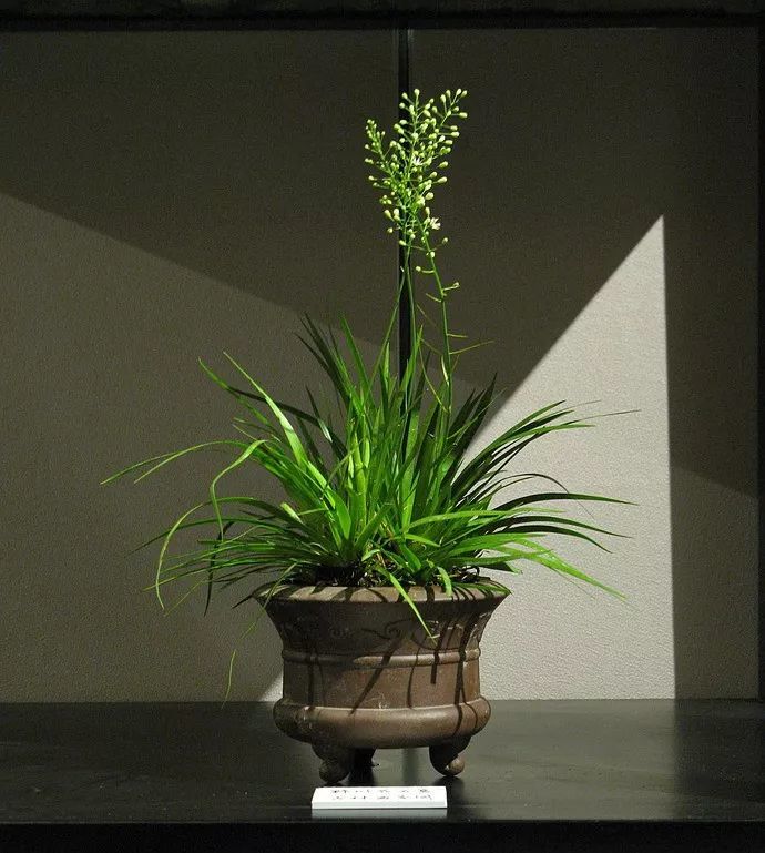 文人菖蒲 市场菖蒲的分类辨识及鉴赏 腾讯新闻