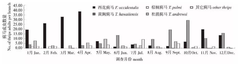 柑橘蓟马又又又来了 冲着秋梢来的 果农该如何对付