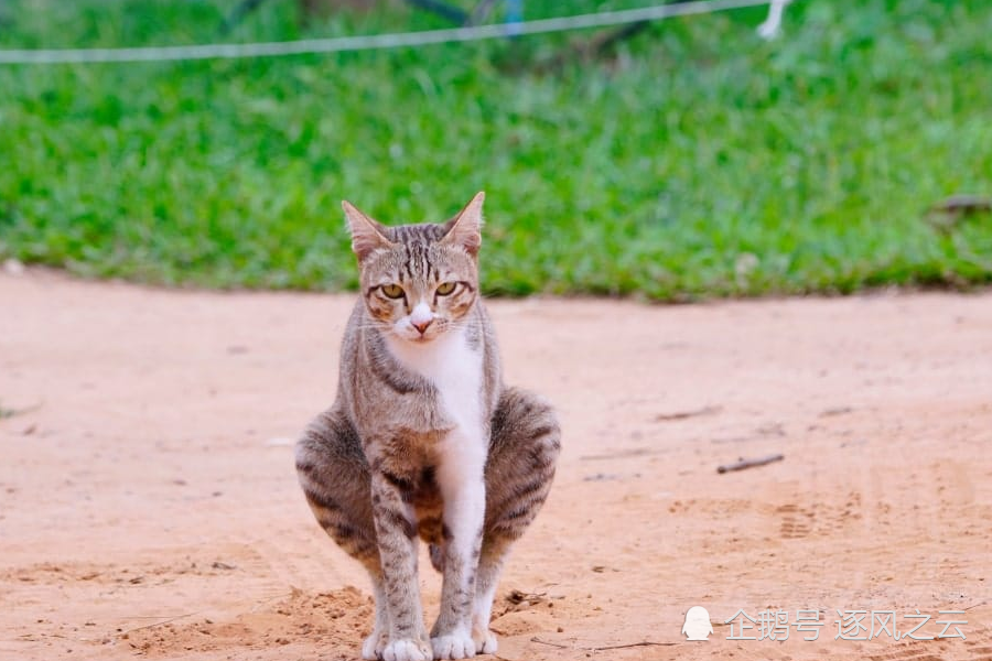 奇臭无比 为什么我家猫咪的排泄物如此难闻