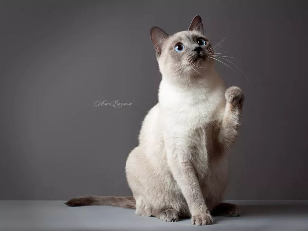 挖煤工 暹罗猫 性格像狗 忠诚粘人 为什么养它的人并不多