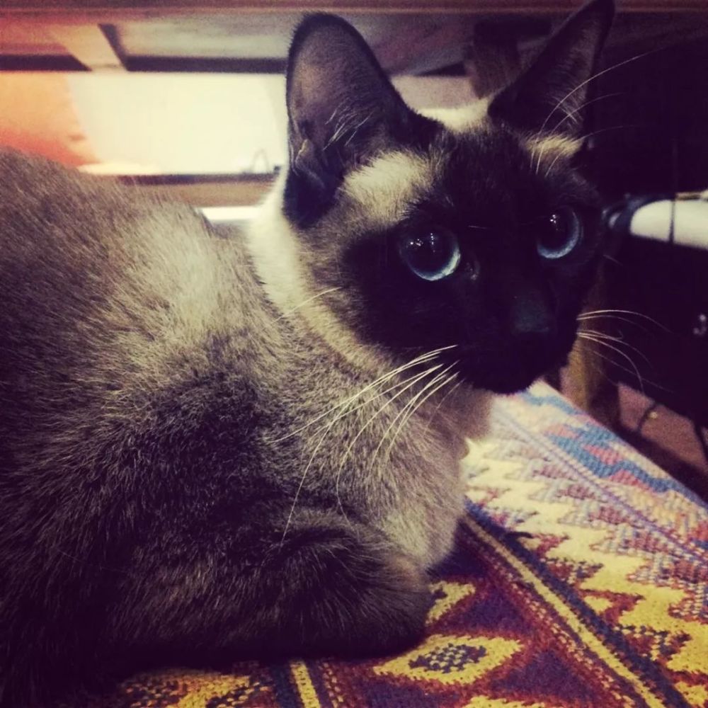 挖煤工 暹罗猫 性格像狗 忠诚粘人 为什么养它的人并不多