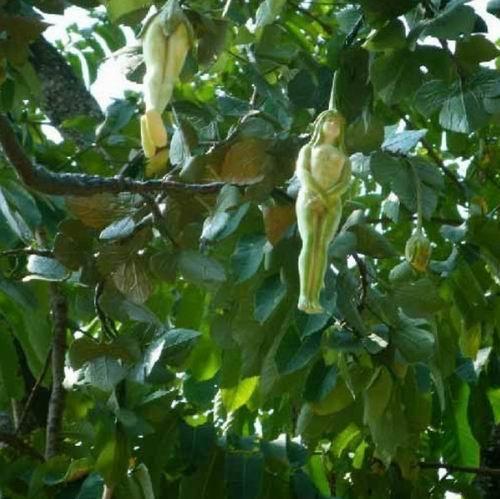 罕见的女人树,结出的果子和女人特别像,游客看见都不淡定了!