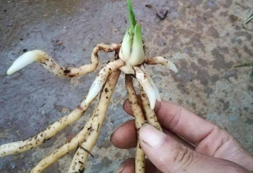 盆里放一物,一棵兰花长出九条根,养兰老司机都佩服