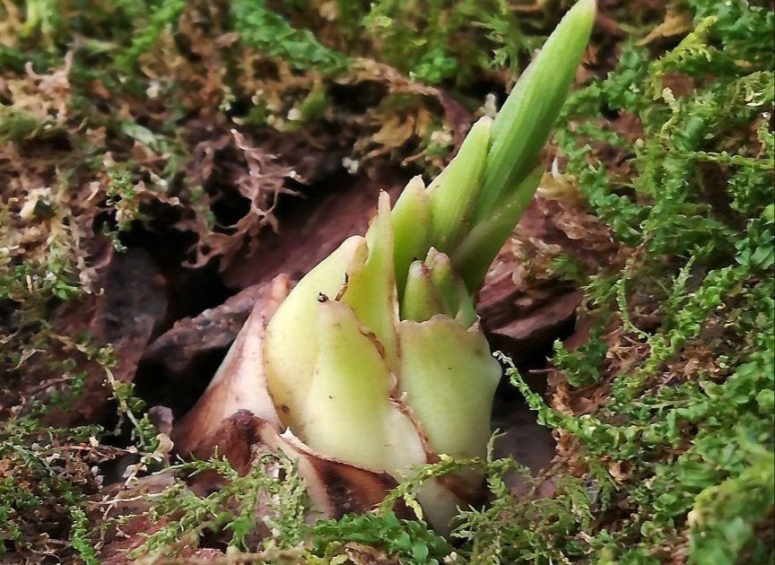 盆里放一物,一棵兰花长出九条根,养兰老司机都佩服