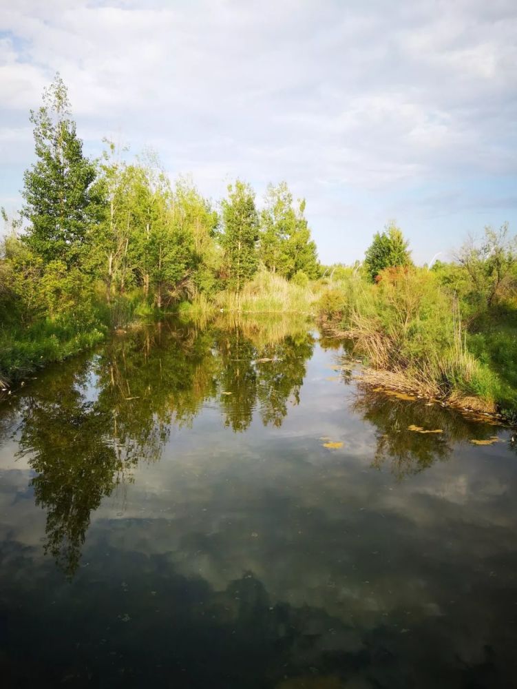 伊犁河湿地的芳草湖