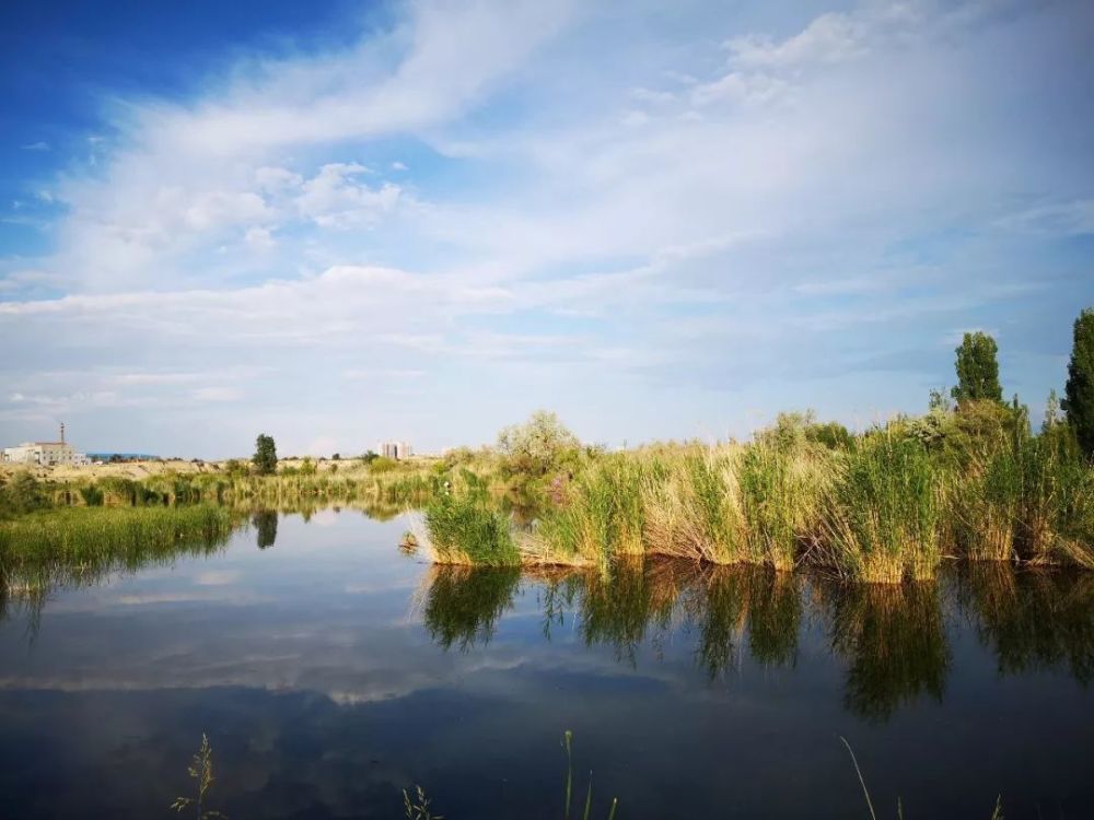 伊犁河湿地的芳草湖