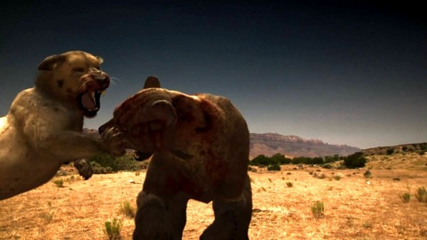 美洲拟狮(左)大战短面熊(网络图)虽然四肢修长,但和所有猫科动物一样