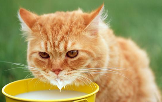 猫咪可以喝奶吗一点都不可以吗
