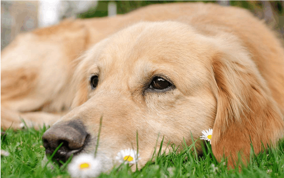 狗睡眠时间过长的原因