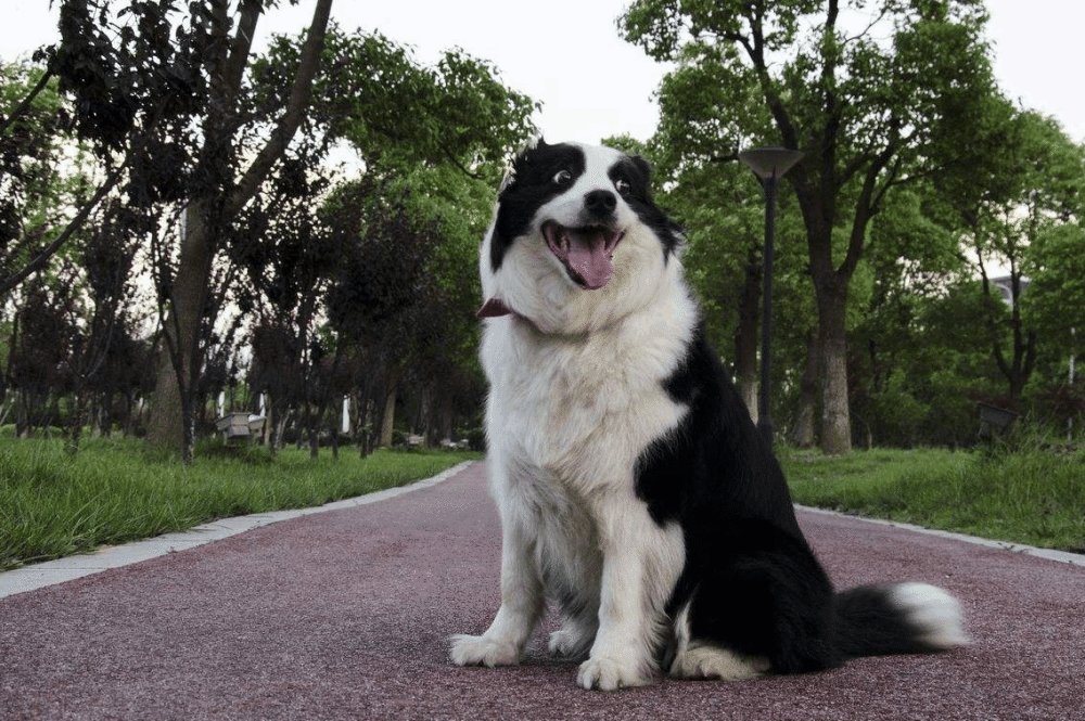 安静的狗和容易兴奋的狗有什么区别