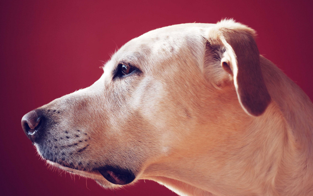 眼神里透着诚恳的狗,看上去太憨厚了