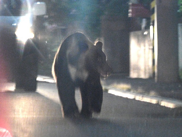 男子半夜醒来竟发现厨房里有一头熊在找吃的