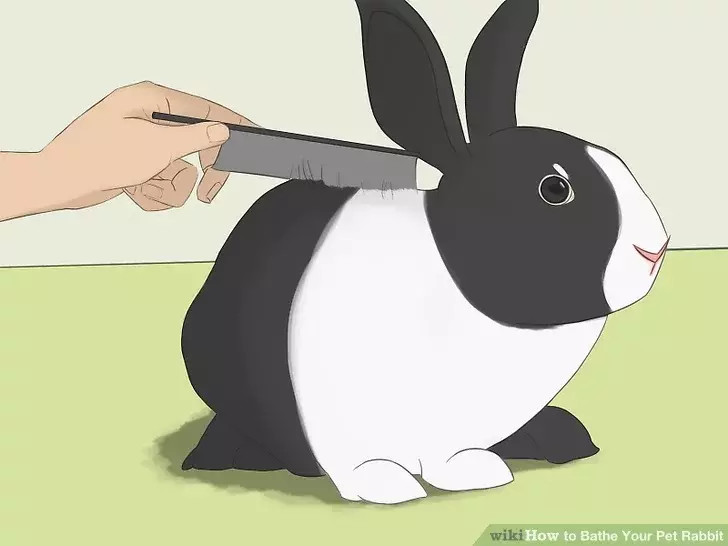 如何给你的宠物兔洗澡