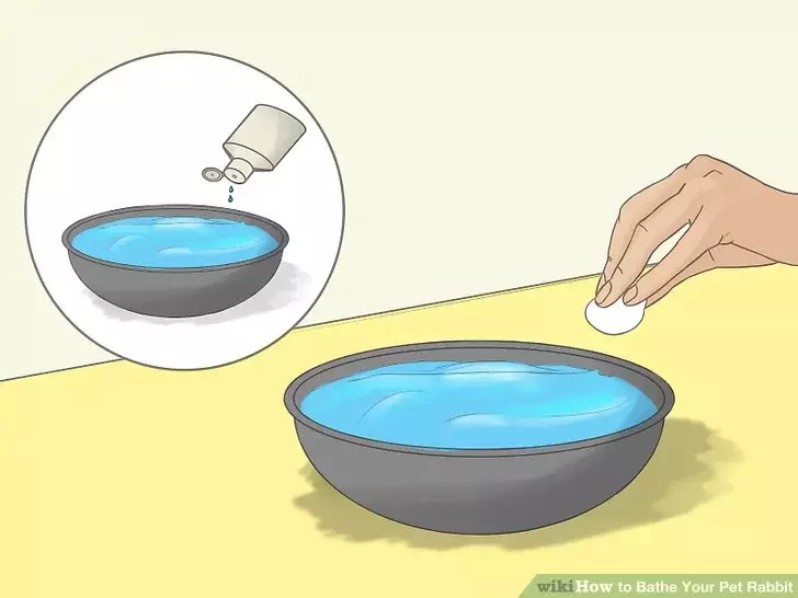 如何给你的宠物兔洗澡