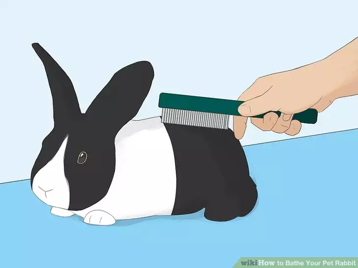 如何给你的宠物兔洗澡