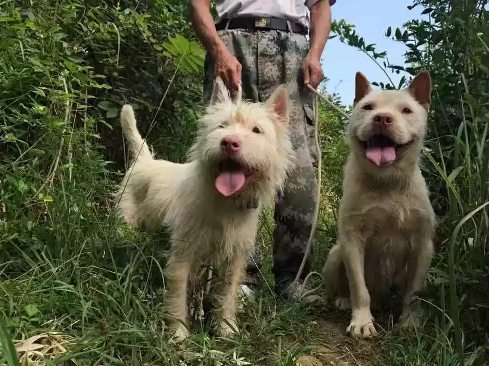 下司犬具有强健的四肢,厚实的足底再加上小而精悍的体型,在贵州这种