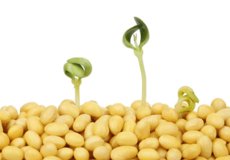 大豆的植物学特征