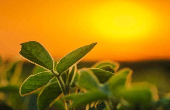 大豆的植物学特征