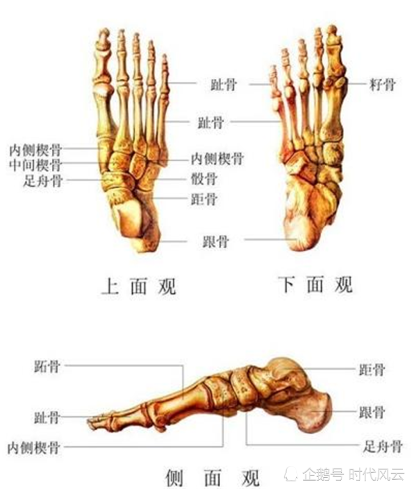 为什么华人比欧美人缺两根骨头?缺在哪里了?
